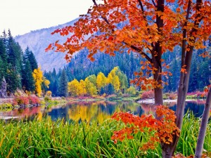 fall-leaves-earthscapes_13333_990x742